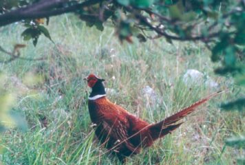 Société de chasse d’Enguinegatte